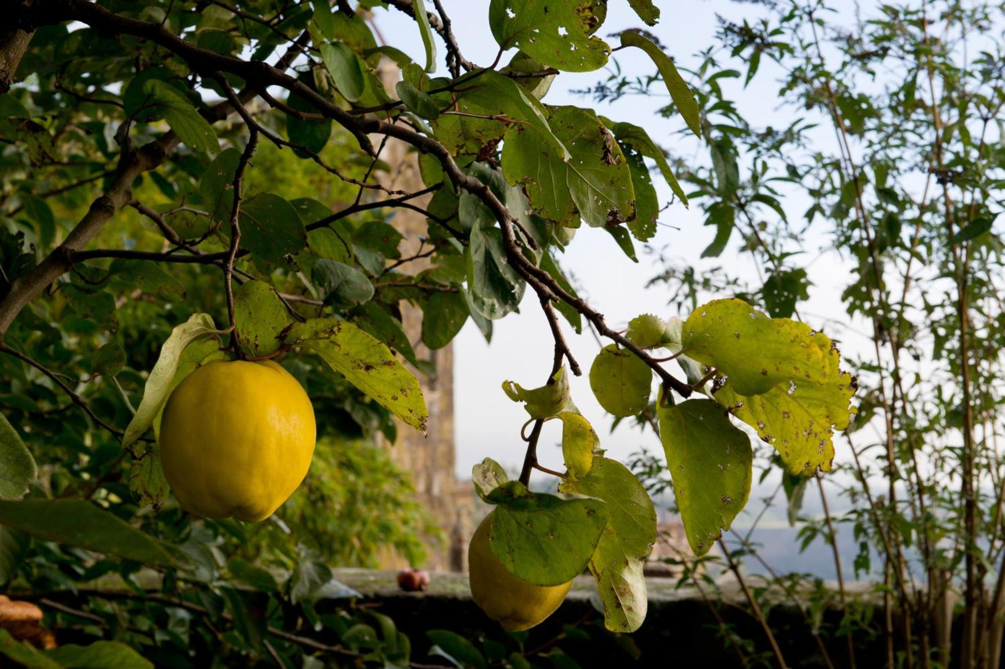 Appartamento Palazzo Contino Bagnoregio Esterno foto